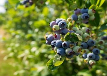 На Фастівщині продається агропідприємство, яке вирощує лохину та полуницю