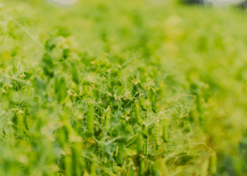 На Київщині одне з підприємств планує зібрати 4-5 т/га гороху