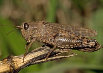 На Київщині помітили сарану