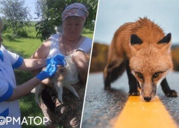 На Київщині зафіксували понад 50 випадків сказу серед тварин