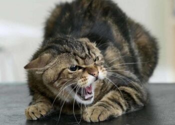 На Київщині зафіксували випадок сказу у безпритульного кота