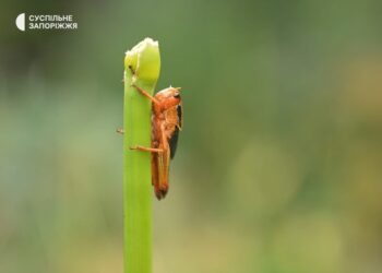 Нашестя сарани в Україні. Як із нею боротися і яка ситуація в регіонах?