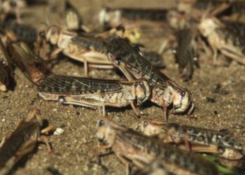 Нашестя сарани в Україні – уперше за 30 років. У двох регіонах ввели особливий режим