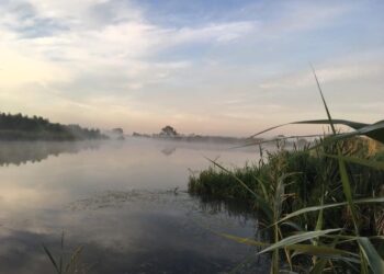 “Осокорківські луки”: прокуратура захищатиме заказник від забудови | ПРО ГОЛОВНЕ