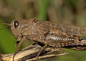 Перелітна сарана загрожує Київщині: в Україні фіксують нові спалахи