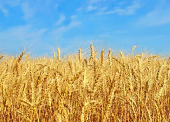 Польща зазнає збитків через нестачу українського зерна |