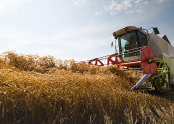 Попри посуху та атаки, Україна прогнозує збільшення врожаю зерна у 2025 році |