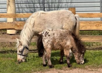 У притулку на Київщині поні допомагає товаришу, що осліп від вибуху дрона
