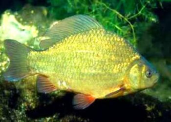 В Україні зникає вид риби, яка раніше “буквально була всюди” – експертка