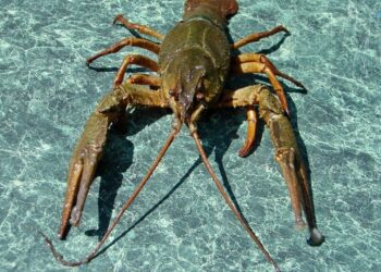 В Україні зняли заборону на вилов раків, але є нюанс