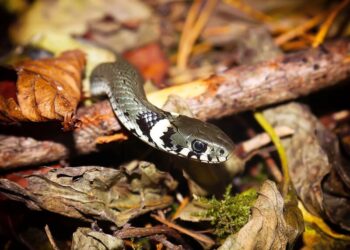 Від укусів змій із весни постраждало 20 українців. Медики назвали найнебезпечніші області