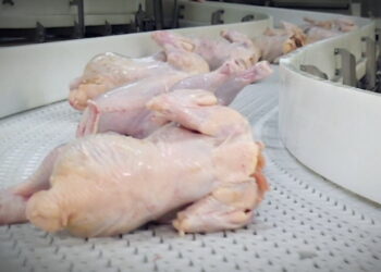 На експорті м’яса птиці Україна за 7 місяців заробила на 16,5% більше – Економіка