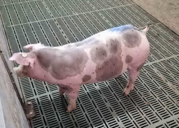 Чим годують беконних свиней – Економіка