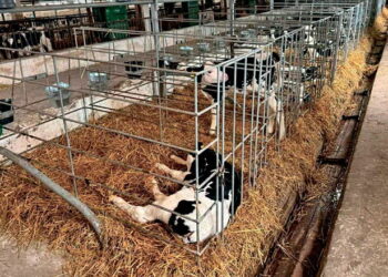 Хмельницьке господарство за штучного запліднення отримує 85% теличок – Економіка