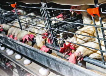 Вітамін Е відновлює та підвищує яйценосність курей-несучок – Економіка