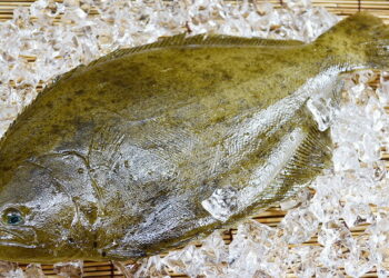 Україна має умови для вирощування перспективної оливкової камбали – Економіка