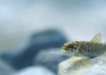 Річки Буковини поповнили мальками струмкової форелі – Економіка