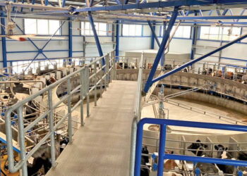 Удої молока за І півріччя знизилися на 5% – Економіка