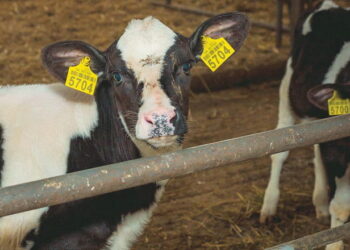 Важливо встановити час, коли телята заразилися еймеріозом   – Економіка
