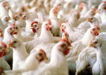 Поголів’я птиці в Україні ‒ понад 214 млн голів – Економіка