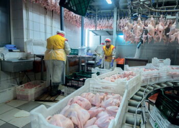 На експорті м’яса птиці у І півріччі Україна заробила на 15,9% більше – Економіка