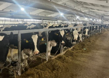 Молочні корови все частіше страждають на жировий гепатоз – Економіка