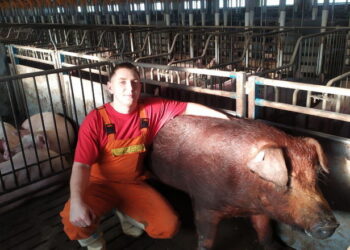 Українські фахівці в свинарстві нічим не поступаються європейським, ‒ думка – Економіка