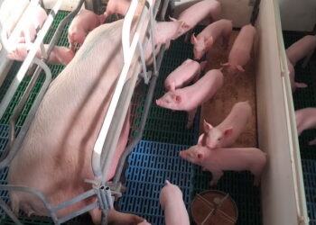 Ефективність лікування діареї в поросят залежить і від способу введення препаратів – Економіка
