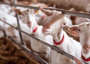 Фермер розповів про головні вимоги до приміщення для утримання кіз – Економіка