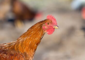 Тепловий стрес завдає удару по репродуктивній системі птиці – Економіка