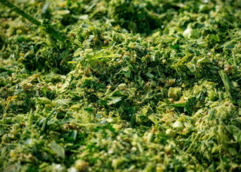 Як обрати біологічний консервант для кукурудзяного силосу – Економіка