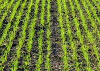 Білоцерківський район першим в області розпочав посів озимих культур