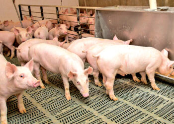 62 підприємства акумулюють 66,9% загального промислового поголів’я свиней – Економіка
