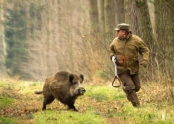 Через зростання популяції диких тварин Київщині загрожує епідемія сказу та африканської чуми