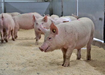 «Чебені плюс» віддає перевагу сухій годівлі свиней – Економіка