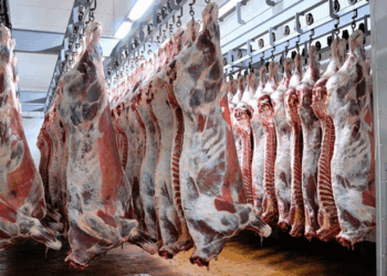 Обсяги забою ВРХ на підприємствах протягом І півріччя зросли на 3% – Економіка