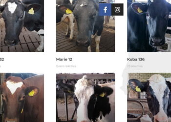 Нідерландська ферма зазначає на пляшках імена корів, від яких отримано молоко – Економіка