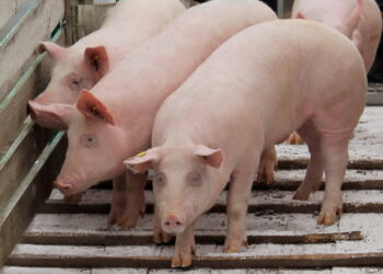 Що спричиняє переломи й вивихи суглобів у свиней – Економіка