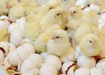 Як оцінюють добовий молодняк птиці – Економіка