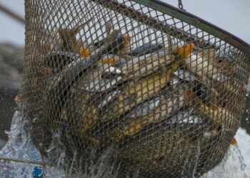 Половина червневого промислового вилову – з Кременчуцького водосховища – Економіка