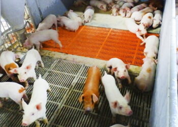 За 7 місяців у Єдиному держреєстрі тварин зареєстрували 15 тис. племінних свиней – Економіка