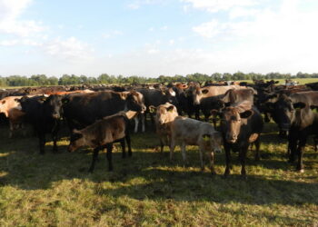 Експерт назвав країни, стабільні й доступні для експорту української живої ВРХ – Економіка