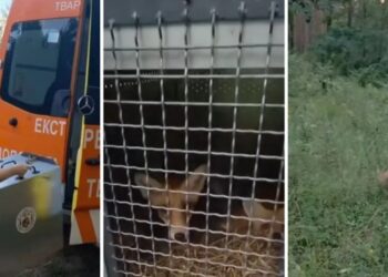 Лисенята-сирітки повернулися до лісу: на Київщині їм подарували другий шанс