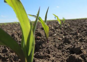 На Київщині виявлено нелегальні посіви на державних землях