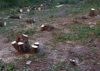 На Совських ставках у Києві вирубали 46 дерев | ПРО ГОЛОВНЕ