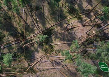 Понад 3000 гектарів лісу в Україні знищені буревіями за 2025 рік |