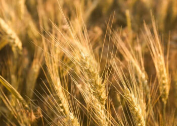 Росія ризикує втратити статус аграрного гіганта — СЗРУ |