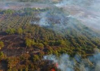 Сильний запах диму на Київщині: горять торфовища