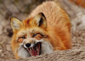 Сказ і африканська чума: на Київщині стрімко зростає кількість випадків захворювань