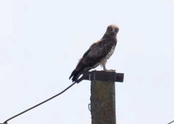 У Чорнобильському заповіднику помітили рідкісного птаха